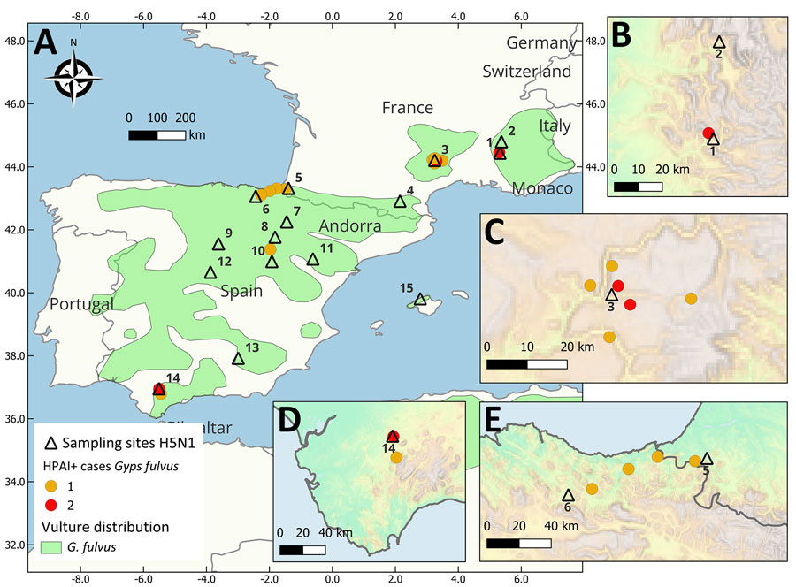 Sampling sites of live vultures (black triangles) and collection sites of carcasses of confirmed HPAI-positive vultures (dots) during March 2020–August 2023 in study of multidisciplinary tracking of highly pathogenic avian influenza A(H5N1) outbreak in griffon vultures (Gyps fulvus), southern Europe, 2022. The correspondence between site identification and the details of site names, region, or province area are given in the Appendix. The color of collection sites indicates the number of cases in each site. A) Sampling sites in France and Spain; light green shaded areas show the breeding range of Griffon vultures. Insets provide details of specific sites: B) Alps, C) Massif Central, D) South Spain, and E) Pyrenees and North Spain.