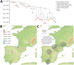 Phylogenetic and phylogeographic analysis conducted in study of multidisciplinary tracking of highly pathogenic avian influenza A(H5N1) outbreak in griffon vultures (Gyps fulvus), southern Europe, 2022. A) Maximum clade credibility (MCC) tree obtained from the time-scaled phylogenetic analysis based on genetic sequences of the hemagglutinin gene segment collected from H5N1 virus–infected birds during November 8, 2021–September 1, 2022, in Spain and France. Vertical light gray bars reflect 95% highest posterior density (HPD) intervals associated with the inferred age of internal nodes. B) Continuous phylogeographic reconstruction of the dispersal history of viral lineages. Specifically, we first report the mapped MCC tree and 80% HPD regions reflecting the uncertainty related to the Bayesian continuous phylogeographic inference; both the MCC tree and HPD regions are based on 1,000 trees sampled from the posterior distribution and colored according to their time of occurrence. Phylogenetic branches associated with the vulture subclade (node A) are displayed as solid lines, whereas dashed lines represent other branches in the clade. C) MCC tree as reported in panels A and B, but this time along the PPs and mean estimates associated with lineage dispersal events that occurred between the 4 main regions involved in the continuous phylogeographic reconstruction. PP, posterior probability.