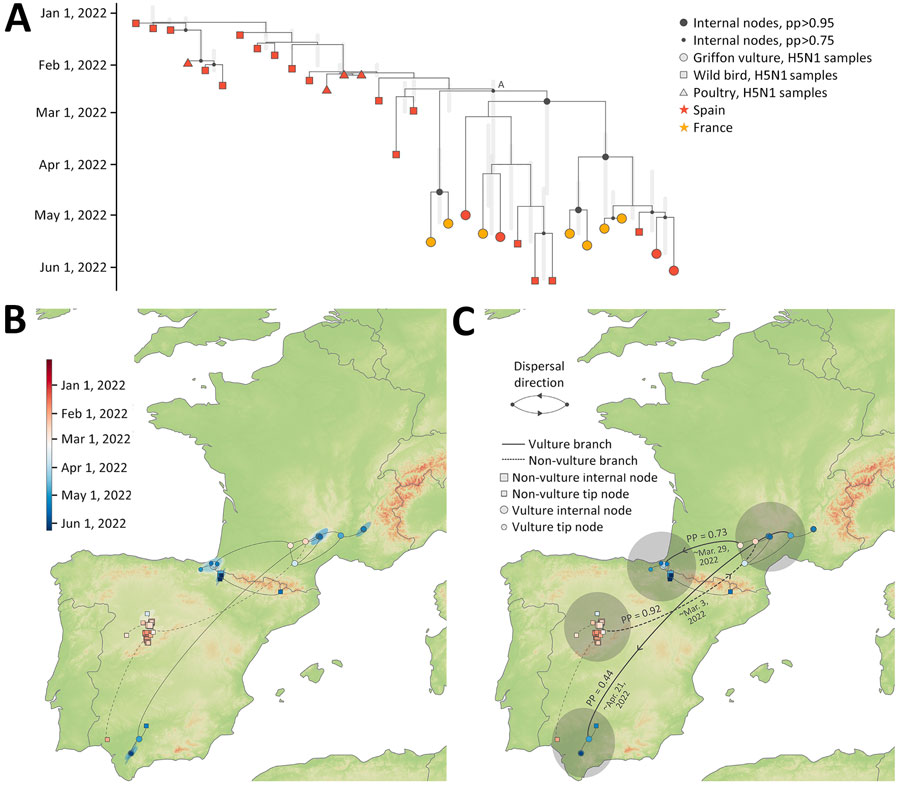 Phylogenetic and phylogeographic analysis conducted in study of multidisciplinary tracking of highly pathogenic avian influenza A(H5N1) outbreak in griffon vultures (Gyps fulvus), southern Europe, 2022. A) Maximum clade credibility (MCC) tree obtained from the time-scaled phylogenetic analysis based on genetic sequences of the hemagglutinin gene segment collected from H5N1 virus–infected birds during November 8, 2021–September 1, 2022, in Spain and France. Vertical light gray bars reflect 95% highest posterior density (HPD) intervals associated with the inferred age of internal nodes. B) Continuous phylogeographic reconstruction of the dispersal history of viral lineages. Specifically, we first report the mapped MCC tree and 80% HPD regions reflecting the uncertainty related to the Bayesian continuous phylogeographic inference; both the MCC tree and HPD regions are based on 1,000 trees sampled from the posterior distribution and colored according to their time of occurrence. Phylogenetic branches associated with the vulture subclade (node A) are displayed as solid lines, whereas dashed lines represent other branches in the clade. C) MCC tree as reported in panels A and B, but this time along the PPs and mean estimates associated with lineage dispersal events that occurred between the 4 main regions involved in the continuous phylogeographic reconstruction. PP, posterior probability.