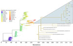 Phylogenetic context of SARS-CoV-2 from captive white-tailed deer in study of respiratory shedding of infectious SARS-CoV-2 Omicron XBB 1.41.1 lineage, Texas, USA, November 2023. Genome sequences from deer were compared in the main phylogenetic tree with genomes representative of the main virus Nexstrain clades as assigned by UShER (https://genome.ucsc.edu/cgi-bin/hgPhyloPlace) (28). The secondary tree at right details the 22F (XBB) clade and displays the placement of genomes obtained in our study (highlighted clade; O indicates oral/nasal swab, R indicates rectal swab) in relation to 10 of the most closely related samples deposited in GISAID (https://www.gisaid.org) as of August 14, 2024.