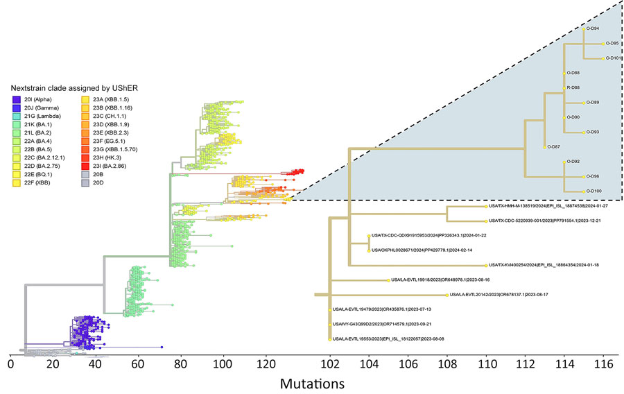 Phylogenetic context of SARS-CoV-2 from captive white-tailed deer in study of respiratory shedding of infectious SARS-CoV-2 Omicron XBB 1.41.1 lineage, Texas, USA, November 2023. Genome sequences from deer were compared in the main phylogenetic tree with genomes representative of the main virus Nexstrain clades as assigned by UShER (https://genome.ucsc.edu/cgi-bin/hgPhyloPlace) (28). The secondary tree at right details the 22F (XBB) clade and displays the placement of genomes obtained in our study (highlighted clade; O indicates oral/nasal swab, R indicates rectal swab) in relation to 10 of the most closely related samples deposited in GISAID (https://www.gisaid.org) as of August 14, 2024.