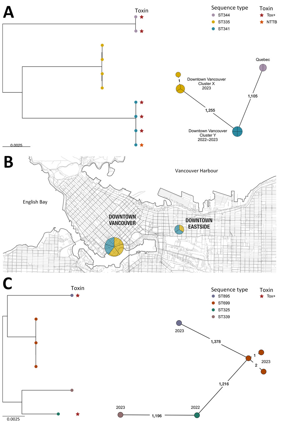 Phylogenetic analyses and location of Corynebacterium ramonii and C. ulcerans isolates in study of diphtheria toxin–producing C. ramonii in inner-city population, Vancouver, British Columbia, Canada, 2019–2023. Trees were rooted at midpoint. Colored circles indicate sequence type and colored stars indicate diphtheria toxin status. Numbers on lines in the spanning trees indicate number of allelic differences between sequence types; years the specimens were collected are indicated at spanning tree nodes. A) Maximum-likelihood phylogeny (left side) and minimum spanning tree (right side) of 8 C. ramonii isolates from this study (British Columbia) together with 2 isolates, LSPQ-04227 and LSPQ-04228, from Quebec, Canada (1); 2 clusters of infections can be observed, corresponding to ST335 and ST341 isolates. B) Spatial map of C. ramonii isolates from this study, all originating from downtown Vancouver. C) Maximum-likelihood phylogeny (left side) and minimum spanning tree (right side) of 6 C. ulcerans isolates from this study (British Columbia). Scale bars indicates nucleotide substitutions per site. NTTB, nontoxigenic tox gene–bearing; ST, sequence type; Tox+, tox gene and toxin both present.