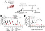 Infection timeline and virus replication titers in a study of influenza A(H5N1) immune response among ferrets with pH1N1 immunity. A) Schematic of experimental timeline for 2 groups of ferrets intranasally infected with H5N1 strain cow/Tx/24. Group 1 (n = 5) was previously infected with pH1N1 98 days before  H5N1 infection and group 2 (n = 5) was immunologically naive. At 3 dpi, 3 animals from each group were humanely euthanized. We monitored the remaining ferrets from groups 1 and 2 until 14 dpi or until the endpoint criteria were reached. Schematic was created in BioRender (https://www.biorender.com). B, C). Viral titers from ferret tissues (B) and nasal secretions (C). B) Tissues were collected from H5N1-infected ferrets without (n = 3) and with (n = 3) pH1N1 immunity at 3 days postinfection. Unpaired t-test analysis was used to determine statistically significant (p<0.05) differences: lungs, p = 0.0124; trachea, p<0.008; soft palate, p = 0.0072; nasal turbinate, p = 0.0061; small intestine, p = 0.0014. C) Nasal wash samples were collected from H5N1-infected ferrets without (n = 5) and with (n = 5) pH1N1 immunity on the indicated dpi: 1–3 dpi, n = 5 from each group; 4 dpi, n = 2 from each group; 5 and 6 dpi, n = 2 for immune group and n = 1 from the naive group; 7 dpi, n = 2 from the immune group . Each circle represents a single ferret. Open circles indicate values above the limit of detection. Horizontal bars indicate means; whiskers indicate SDs of viral titers; dashed line represents the limit of detection. cow/Tx/24, A/dairy cattle/Texas/24-008749-001/2024(H5N1); dpi, days postinfection; NT, nasal turbinate; pH1N1, influenza A(H1N1)pdm09; TCID50, 50% tissue culture infectious dose.