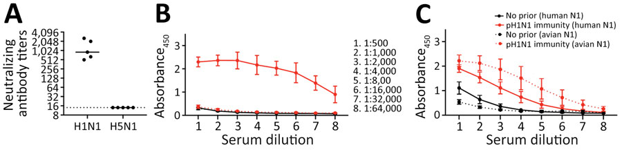 Cross-reactive NA binding antibodies in a study of influenza A(H5N1) immune response among ferrets with pH1N1. Ferrets with or without pH1N1 immunity were intranasally infected with H5N1 strain A/dairy cattle/Texas/24-008749-001/2024(H5N1). A) Serum samples were collected from 5 ferrets with pH1N1 immunity on day 98 postinfection and tested for neutralizing antibodies against pH1N1 and 2024 cow/Tx/24 H5N1 viruses. Each dot represents the antibody titer of a single ferret to neutralize 100 TCID50 of pH1N1 or cow/Tx/24 H5N1 on MDCK cells. Solid line indicates the geometric mean value for each virus; dotted line represents the limit of detection for the assay. B) Serum IgG against purified HA proteins in ferrets with or without pH1N1 immunity. Solid lines show ferret serum reactivity to human HA (A/Michigan/45/2015 H1N1) and the dashed lines show ferret serum reactivity to dairy cow HA from A/dairy cattle/Texas/24008749001/2024(H5N1). Dots indicate means; whiskers indicate SDs. C) Serum IgG antibodies against purified NA proteins in ferrets with or without pH1N1 immunity. Solid lines show ferret serum reactivity to human NA (A/California/07/2009 H1N1); dashed lines show ferret serum reactivity to avian NA from A/mallard/New York/22–008760–007-original/2022(H5N1). Dots indicate means; whiskers indicate SDs. Absorbance450, absorbance at 450 nm for each dilution; HA, hemagglutinin; NA, neuraminidase; pH1N1, influenza A(H1N1)pdm09; TCID50, 50% tissue culture infectious dose.