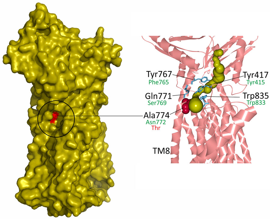 Mapping of the candidate substitution Asn722Thr on the atomic model of Mycobacterium smegmatis MmpL5 transporter (PDB: 9B46) in study of high prevalence of atpE mutations in bedaquiline-resistant M. tuberculosis isolates, Russia. The proposed channel inlet is indicated on the surface model of the MmpL5. The channel model (olive) is shown on the cartoon model of the MmpL5 fragment. Red coloring and text indicates Ala774, located in the transmembrane domain TM8. Green text indicates residues and numbering for M. tuberculosis.