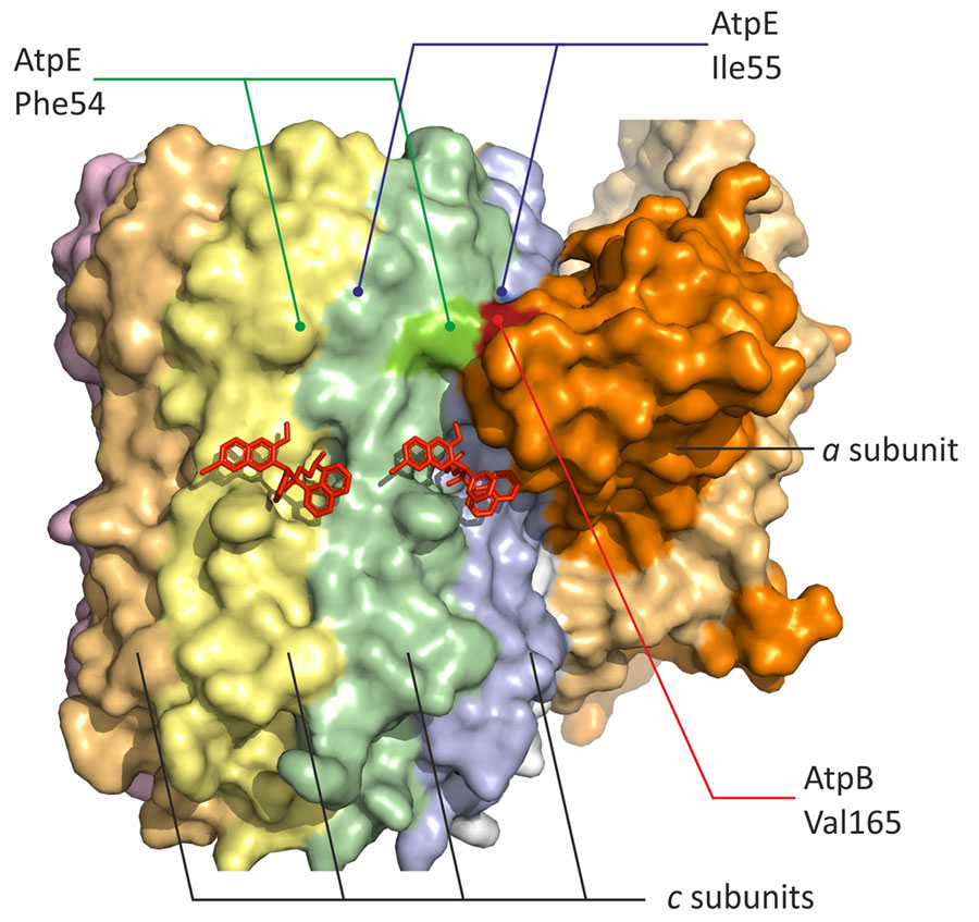 Mapping of the candidate substitution Val165Ile in AtpB on the atomic model of Mycobacterium tuberculosis ATP synthase (PDB: 8J0S) in study of high prevalence of atpE mutations in bedaquiline-resistant M. tuberculosis isolates, Russia. Identical c subunits of the rotor (encoded by the atpE gene) are shown with distinct colors.