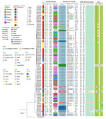 Epidemiologic and molecular characterizations of penA795-bearing Neisseria meningitidis, N. gonorrhoeae, and Neisseria commensals in study of cefotaxime-resistant N. meningitidis sequence type 4821 causing fulminant meningitis. Epidemiology, molecular typing, antimicrobial resistance determinants, and antimicrobial susceptibility testing results of 85 penA795-bearing Neisseria isolates. The leftmost tree depicts the phylogeny of the PBP2-TPase region (penA 718 to 1,746 bp). Analysis of mutations in antimicrobial resistance-associated genes/determinants is provided in the Appendix. Scale bar indicates number of nucleotide substitutions per site. AMR, antimicrobial resistance; AST, antimicrobial susceptibility testing; CC, clonal complex; CIP, ciprofloxacin; CRO, ceftriaxone; CTX, cefotaxime; MEM, meropenem; MLST, multilocus sequence type; I, intermediate; ND, not determined; PEN, penicillin; R, resistant; sgl, singleton; S, susceptible; UN, unknown. 