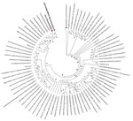 Phylogenetic tree of Zika virus infection in pregnant traveler returning to Denmark from Phuket, Thailand, 2024. Tree was rooted using the oldest genome available in the curated dataset (blue dot); red dot indicates the sequence from this study, VFU-1|Denmark|2024. Green dot indicates a previously sequenced Zika virus genome from a case of travel-associated microcephaly is indicated.