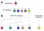 Serum analysis in a study of neutralizing antibodies against California serogroup orthobunyaviruses in human serum samples, Montana, USA. A) Screening process; B) general relationship between analyzed viruses. All samples were initially screened for neutralizing antibody against JCV using a 5-fold dilution series starting at a 1:10 dilution. Samples that were positive for JCV neutralization were subsequently screened for neutralization of other California serogroup viruses and a non–cross-reacting Bunyamwera serogroup virus, CVV. CEV, California encephalitis virus; CVV, Cache Valley virus; JCV, James Canyon virus; LACV, La Crosse virus; SSHV, snowshoe hare virus; TVTV, Trivittatus virus.