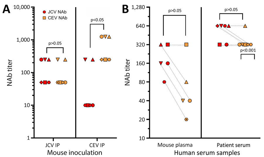 Cross-reactivity between JCV and CEV NAb responses in mice and humans in a study of neutralizing antibodies against California serogroup orthobunyaviruses in human serum samples, Montana, USA. A) Mouse inoculation at 5-fold dilution. Plasma from mice infected with JCV or CEV at 3 weeks postinfection were analyzed for the ability to neutralize JCV or CEV by using 5-fold dilutions of plasma. Each symbol represents an individual mouse with the highest dilution that neutralized 50% of virus. B) Comparison of mouse plasma and human serum samples analyzed at 2-fold dilutions for JCV and CEV responses. Plasma samples were from the same set of mice; sample symbols and dotted lines connect for each virus. Four human serum samples that were dual positive for high titers of JCV and CEV at 1:1,250 (Appendix Figure 1) were analyzed at 2-fold dilution. Samples with p values were at the borderline of 50% inhibition between 1:640 and 1:320. For each set, data were analyzed by a paired t-test for differences in the NAb response between JCV NAb and CEV NAb. CEV, California encephalitis virus; IP, intraperitoneal; JCV, James Canyon virus; NAb, neutralizing antibodies.