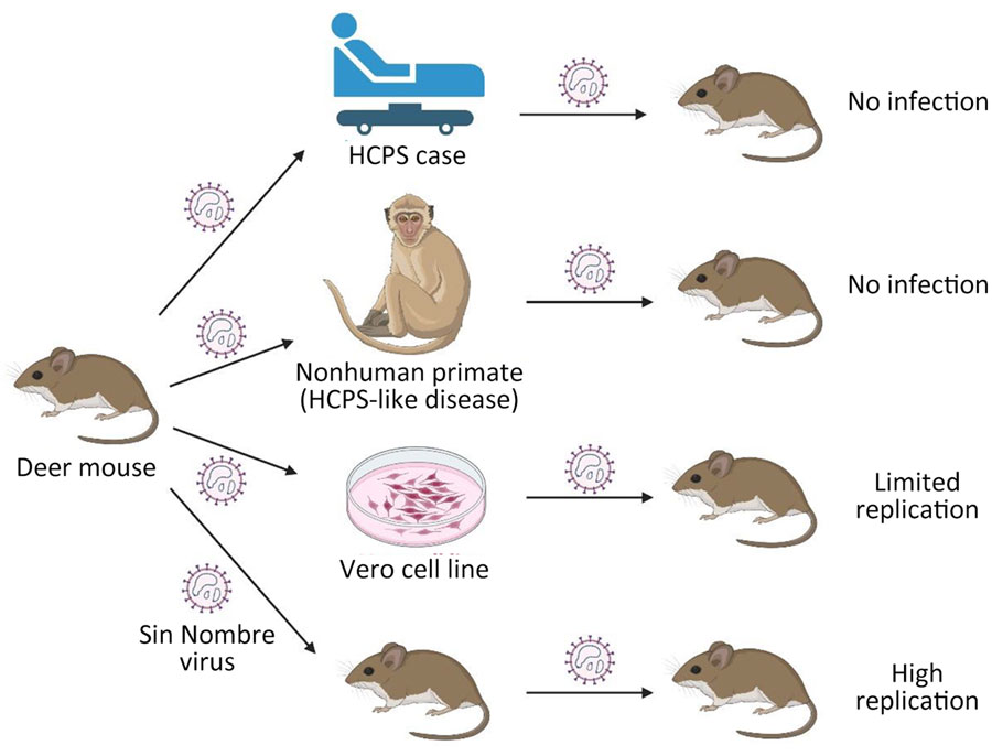 Experimental infection of North American deer mice (Peromyscus maniculatus) with Sin Nombre virus (SNV) to determine whether direct inoculation with clinical material would enable isolation of virus without prior Vero propagation. Infection of humans or nonhuman primates with deer mouse–derived SNV causes HCPS. This study shows that SNV retrieved from HCPS cases in infected nonhuman primates does not generate a productive infection in deer mice. SNV can also infect the Vero cell line upon passaging and adaption, but it reduces its infectivity in deer mice compared with deer mouse–only passaged SNV. The figure was prepared using images from BioRender.com (https://www.biorender.com). HCPS, hantavirus cardiopulmonary syndrome. 