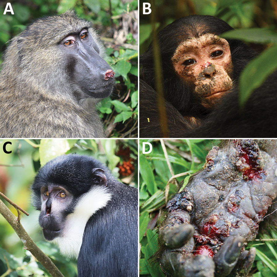 Figure 1. Primates in Kibale National Park, Uganda, showing clinical signs of yaws in study of yaws circulating in nonhuman primates, Uganda and Rwanda. A) Adult olive baboon (Papio anubis) with erosive lesion on nose. Photograph by Jessica Rothman. B) Juvenile eastern chimpanzee (Pan troglodytes schweinfurthii) with papules and crusting on face. Photograph by Kevin Lee. C) Adult L’Hoest’s monkey (Allochrocebus lhoesti) with eroded/missing nose. Photograph by Nancy Stevens. D) Adult red colobus monkey (Piliocolobus tephrosceles) with ulcerative lesions on hand. Photograph by Alicia Rich. Primates in Kibale National Park, Uganda, showing clinical signs of yaws in study of yaws circulating in nonhuman primates, Uganda and Rwanda. A) Adult olive baboon (Papio anubis) with erosive lesion on nose. Photograph by Jessica Rothman. B) Juvenile eastern chimpanzee (Pan troglodytes schweinfurthii) with papules and crusting on face. Photograph by Kevin Lee. C) Adult L’Hoest’s monkey (Allochrocebus lhoesti) with eroded/missing nose. Photograph by Nancy Stevens. D) Adult red colobus monkey (Piliocolobus tephrosceles) with ulcerative lesions on hand. Photograph by Alicia Rich.