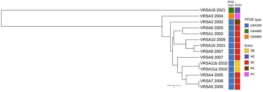 Whole-genome multilocus sequence typing for identification and characterization of VRSA, North Carolina, USA, 2021. Unweighted pair group method with arithmetic mean dendrogram shows the relationship of VRSA16 and previously sequenced VRSA genomes from US patients; sequence data for VRSA 12 (CC5/PFGE type unknown), VRSA 13 (CC30/USA1100), and VRSA 14 (CC5/USA100) were not available. Date of isolation (year), PFGE type (also known as USA type), and geographic location of each VRSA isolate are indicated. Scale bar indicates the whole-genome multilocus sequence typing allelic distance. PFGE, pulsed-field gel electrophoresis; VRSA, vancomycin-resistant Staphylococcus aureus.