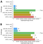 Genomic equivalent burden of calculated leptospires per gram of tissue between male and female Peromyscus deer mice in study of the species as rodent model of acute leptospirosis. Graphs show the PCR-calculated bacterial load in infected kidneys (A) and livers (B) from deer mice infected with strain LR131 Leptospira borgpetersenii or strain LAD1 L. interrogans, HAN media alone, and noninfected negative control. Groups shown consist of acute disease male mice, acute disease female mice, and NC female mice taken when acute male mice reached endpoint. Error bars depict SEs. Asterisk denotes a significant difference (p<0.05) from media alone and negative control groups, whereas pound sign denotes a significant difference (p<0.05) between male and female groups. NC, nonclinical.