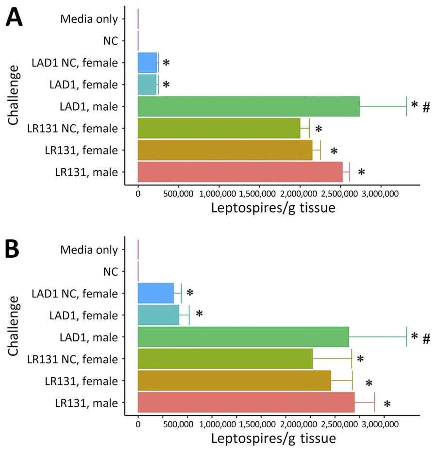 Genomic equivalent burden of calculated leptospires per gram of tissue between male and female Peromyscus deer mice in study of the species as rodent model of acute leptospirosis. Graphs show the PCR-calculated bacterial load in infected kidneys (A) and livers (B) from deer mice infected with strain LR131 Leptospira borgpetersenii or strain LAD1 L. interrogans, HAN media alone, and noninfected negative control. Groups shown consist of acute disease male mice, acute disease female mice, and NC female mice taken when acute male mice reached endpoint. Error bars depict SEs. Asterisk denotes a significant difference (p<0.05) from media alone and negative control groups, whereas pound sign denotes a significant difference (p<0.05) between male and female groups. NC, nonclinical.