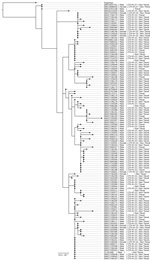 Maximum-likelihood phylogenetic tree of the Shigella sonnei clonal complex 152 within the 10 single-nucleotide polymorphism linkage cluster t10.1814 (n = 125) found during an epidemiologic and genomic investigation of sexually transmitted S. sonnei from presumptive men who have sex with men, England, 2016–2023. A total of 125 isolates included in tree. Sequence read run accession is sample identification, additional information provided is gender, presence of blaCTX-M gene variants, and association with travel. Presumptive men who have sex with men was defined as cases among male adults (>16 years of age) without a history of travel or where travel history was unknown