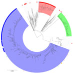 Diagnoses of Shigella sonnei in cluster t10.1814 by the blaCTX-M-15 gene variant status from an epidemiologic and genomic investigation, England, 2016–2023.