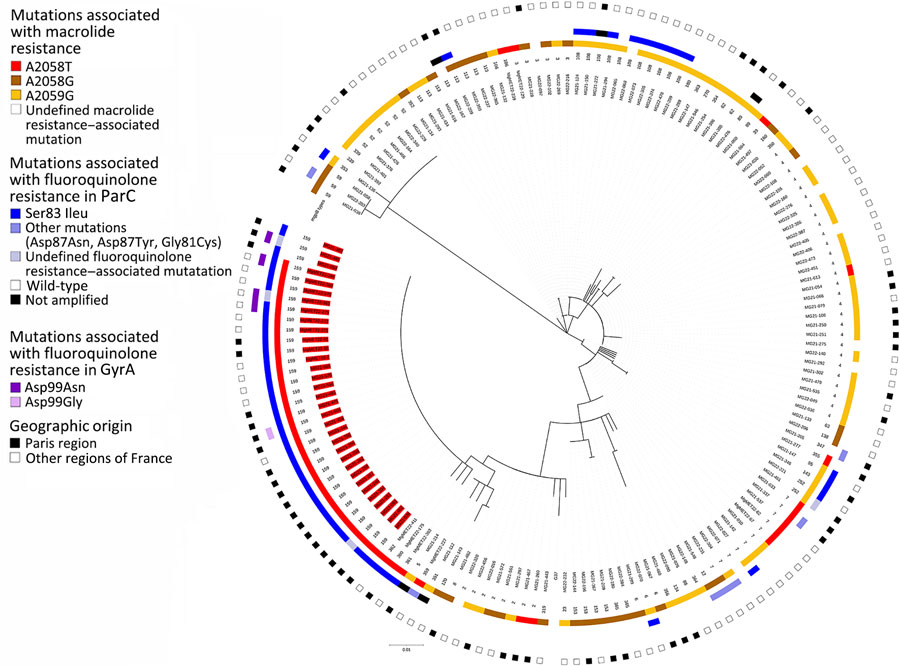 Maximum-likelihood tree in a study of spread of dual-resistant Mycoplasma genitalium clone among men, France, 2021–2022. The tree is based on the mgpB type of 163 successfully mgpB-typed M. genitalium–positive specimens harboring macrolide resistance–associated mutations. The tree was inferred using the maximum-likelihood method based on the Tamura 3–parameter model (T92 general plus invariable site model) constructed in MEGA7 (https://www.megasoftware.net). Branch support values were generated from 100 bootstrap replicates. The M. genitalium G37 strain (American Type Culture Collection no. 33530, https://www.atcc.org) sequence was used as a reference. The phylogenetic tree was annotated from the center to the periphery with the specimen name, the mgpB type, the macrolide resistance–associated mutation (Escherichia coli numbering), the fluoroquinolone resistance–associated ParC and GyrA mutations (M. genitalium numbering), and the geographic origin of the patient. Specimen names that were mgpB ST159 are highlighted in red. The phylogenetic tree was displayed and annotated using iTOL version 6 (https://itol.embl.de). Scale bar indicates the branch length corresponding to a genetic distance of 0.01, which indicates the average number of nucleotide substitutions per site. 