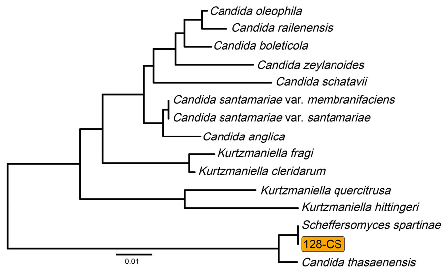 Internal transcribed spacer (ITS) sequence phylogeny of Scheffersomyces spartinae isolate 128-CS from fungemia among pediatric patients, Pakistan, 2020–2024. Midpoint-rooted neighbor-joining tree from alignment of ITS sequence of strain 128-CS and the 14 most closely related ITS sequences in the National Center for Biotechnology Information Fungal Internal Transcribed Spacer RNA database (BioProject accession no. PRJNA177353). Scale bar indicates nucleotide substitutions per site.