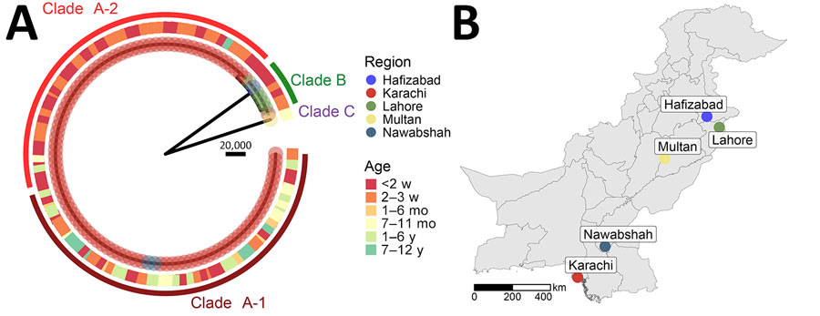 Whole-genome phylogeny and locations of Scheffersomyces spartinae fungemia isolates among pediatric patients, Pakistan, 2020–2024. A) Midpoint-rooted maximum-likelihood phylogenetic tree from whole-genome sequence alignment of 108 S. spartinae isolates from human blood cultures. Tip circles indicate the patient’s city of residence. Outer squares indicate the age of the patient. Arcs indicate observed major phylogenetic clades or subclades. Scale bar indicates number of single-nucleotide variant differences corresponding to branch lengths. B) Cities of residence for all patients with S. spartinae–positive blood cultures detected by whole-genome sequencing.