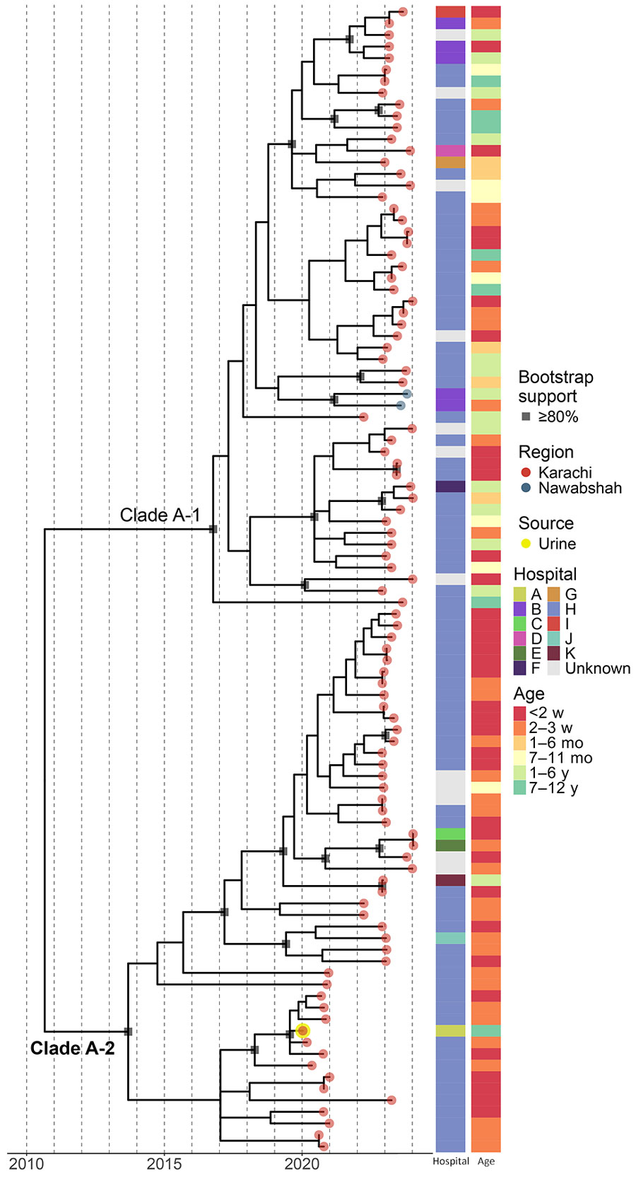 Time-scaled maximum-likelihood phylogenetic tree of Scheffersomyces spartinae major clade A in cases of fungemia among pediatric patients, Pakistan, 2020-2024. Nodes marked by gray squares indicate branches with >80% bootstrap support based on 1,000 resamplings. Tree tips correspond to the sampling date. Tip colors indicate patient’s city of residence. All specimens isolated from blood cultures other than the specimen from urine highlighted in yellow. Heatmaps show the anonymized hospital or institution at which the specimen was collected and age group of the patient. Dotted vertical lines represent individual years.