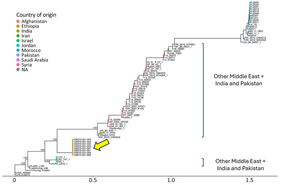Rooted phylogenetic tree for genomic characterization of Leishmania tropica in cutaneous leishmaniasis, Somali region, Ethiopia, 2023. Phylogenetic tree of all publicly available L. tropica genomes (Appendix Table 3) was generated with RAxML (https://github.com/amkozlov/raxml-ng) with the general time reversible and gamma substitution model and showing close clustering of the 8 samples from Ethiopia (yellow arrow). Blue text indicates crucial bootstrap values. The L. infantum LLM274 genome was included as an outgroup. Scale bar indicates number of single-nucleotide polymorphism differences. NA, geographic origin of the L. tropica sample is unknown.