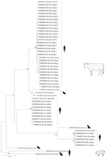 Phylogenetic tree for human Sarcocystis spp. from human intestinal sarcocystosis, France, 2021–2024. Tree is based on 54 partial mitochondrial cytochrome c oxidase subunit I gene sequences from patients compared with reference sequences from GenBank. The 41 sequences of 332 bp generated in this study are identified by patient numbers (i.e., S01-02); GenBank accession numbers are provided for reference sequences. This analysis included the 10 taxa described in pigs and cattle (intermediate hosts, blank illustrations) with the corresponding definitive host (humans, felids, or canids, black illustrations). The tree was inferred by using the neighbor-joining method and rooted on the species whose pigs serve as the intermediate hosts, S. miescheriana and S. suihominis. Evolutionary distances were computed using the Tamura-Nei method. Branch consensus support is expressed as percentage from 1,000 bootstraps and is reported next to the branches; branch support values <75% were not included. Scale bar indicates base substitutions per site.