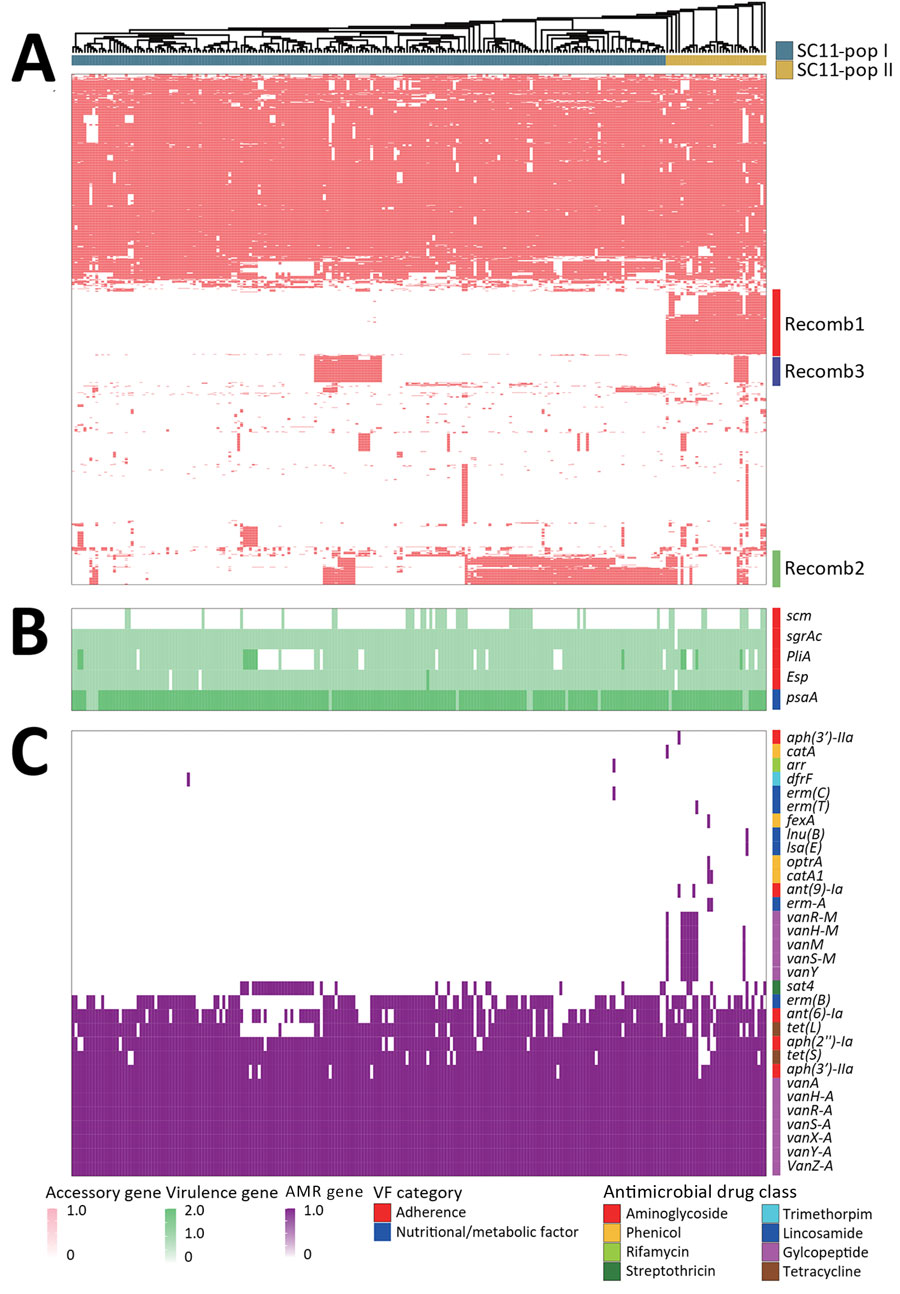 Alignment of SC11 to determine divergence during rapid transmission and divergence of vancomycin-resistant Enterococcus faecium ST80, China. To determine the genes associated with the divergence of SC11 we aligned various SC11 genes to pangenomic phylogeny. A) Accessory genes; B) virulence genes; C) AMR genes. Gene copy numbers are displayed in a color grade. We identified 17 total virulence genes; 12 are conserved in all SC11 isolates, and thus only 5 variable virulence genes are shown. Functional categories are indicated by color on the top of the virulence gene heatmap, and drug class corresponding to each AMR gene is shown on the top of AMR gene heatmap. Compared with SC11-pop I, SC11-pop II was more active in acquiring AMR genes against various antibiotic drugs, including sporadic acquisition of aminoglycoside resistance genes ant9Ia and aph3IIIa; rifamycin resistance gene arr; trimethoprim resistance gene dfrF; lincosamide resistance genes ermA, ermC, ermT, lnuB, and lsaE; and phenicol resistance genes fexA, optrA, catA1, and catA. AMR, antimicrobial resistance; pop, population; ARG, antimicrobial resistance gene; SC, sequence cluster; ST, sequence type.