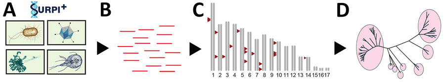 Flowchart showing the metaMELT analysis workflow used for identification of Fusarium solani strain as cause of fungal meningitis US outbreak associated with surgical procedures in Mexico, 2023. metaMELT (metagenomic multiple extended locus typing), is a novel analytic technique for simultaneously diagnosing the infection and characterizing the interrelatedness of F. solani strains. metaMELT uses the following steps: A) perform mNGS analysis of patient samples (i.e., cerebrospinal fluid, plasma, or brain tissue), using the SURPI+ computational pipeline (https://github.com/chiulab/SURPI-plus-dist) to identify pathogens; B) identify F. solani reads; C) map reads to the F. solani reference genome and then extract and concatenate; D) perform phylogenetic analysis on concatenated sequences. SURPI, sequence-based ultra-rapid pathogen identification.