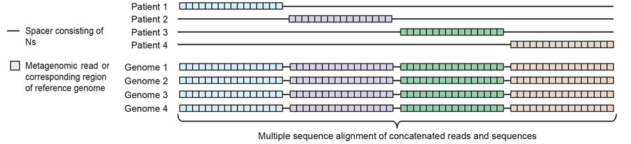 Diagram of concatenation and alignment step of the metaMELT procedure (metagenomic multiple extended locus typing, a novel analytic technique for simultaneously diagnosing the infection and characterizing the interrelatedness of Fusarium solani strains) used for identification of F. solani strain as cause of fungal meningitis US outbreak associated with surgical procedures in Mexico, 2023. The diagram shows concatenated metagenomic next-generation sequencing reads from 4 patients and the corresponding regions extracted from reference genomes, which are aligned to by using MAFFT version 7.388 (22). This diagram demonstrates step shown in Figure 2, panel B.