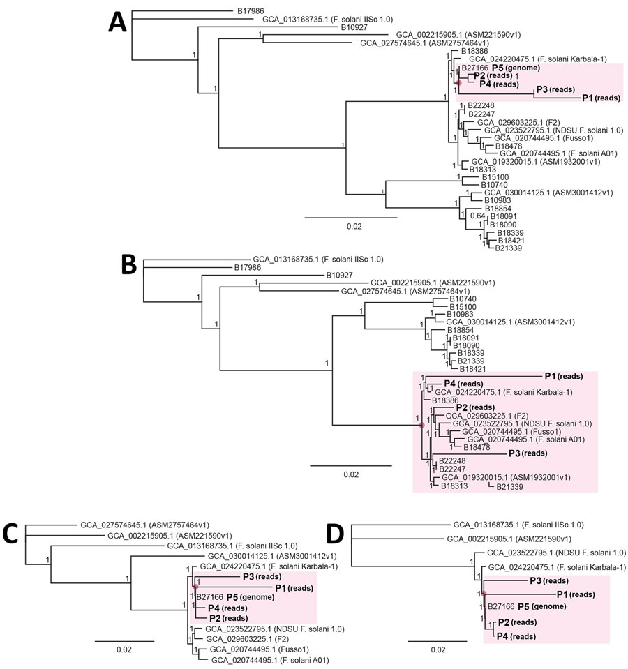 Effect of number of reference genomes on performance of metaMELT (metagenomic multiple extended locus typing, a novel analytic technique for simultaneously diagnosing the infection and characterizing the interrelatedness of Fusarium solani strains) for identification of F. solani strain as cause of fungal meningitis US outbreak associated with surgical procedures in Mexico, 2023. A, B) metaMELT phylogenetic trees that include mNGS reads from patients P1–P4 are shown with and without outbreak-related genomes: A) only 1 outbreak-related reference genome from P5; B) tree without any outbreak-related reference genomes. Note the clustering of patients P1–P4 (pink shaded regions) even in the absence of an outbreak-related reference genome. C, D) metaMELT phylogenetic trees that include mNGS reads from patients P1–P4 are shown with only 10 reference genomes, including patient P5 (C); and only 5 reference genomes, including patient P5 (D). Scale bars indicate nucleotide substitutions per site. P1–P5, patients 1–5.