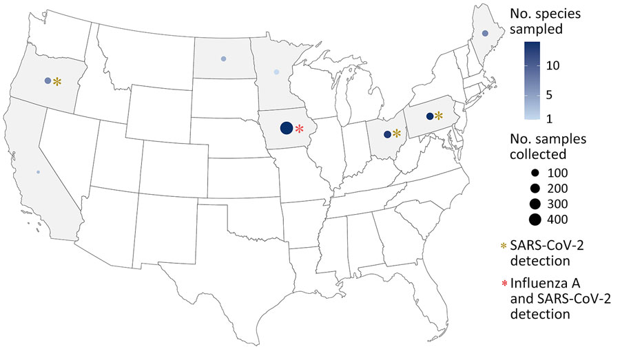 Locations of intensive sampling for SARS-CoV-2 samples collected across 28 species in 8 states during community-scale surveillance of SARS-CoV-2 and influenza A viruses in wild mammals, United States, October 2022–June 2023. The number of samples collected varied across each state and by species within each state.