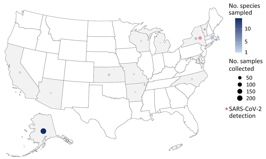 Locations opportunistic sampling for SARS-CoV-2 samples collected across 17 species in 13 states and Puerto Rico during community-scale surveillance of SARS-CoV-2 and influenza A viruses in wild mammals, United States, September 2022–November 2023. The number of samples collected varied across each state, 
