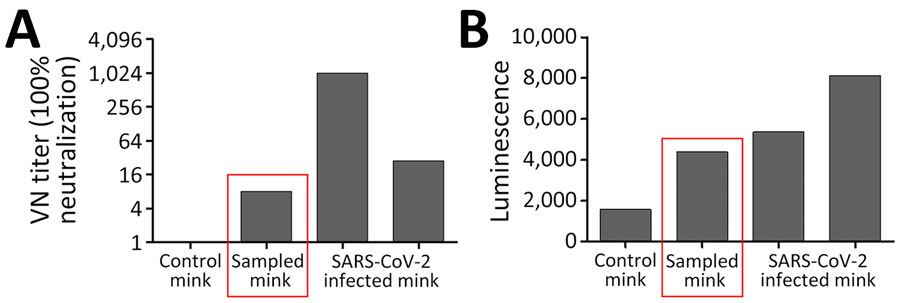 Results for testing conducted on a seropositive mink sample collected in Pennsylvania during community-scale surveillance of SARS-CoV-2 and influenza A viruses in wild mammals, United States, October 2022. A) Conventional VN testing; B) luciferase immunoprecipitation assay for nucleoprotein. The results from the 2 assays confirm previous exposure to the SARS-CoV-2 virus and rule out the likelihood that the immune response was generated in response to prior vaccination. Control mink data indicate results for a known negative-status mink, sampled mink data (red boxed) indicate results for our collected sample, and data for SARS-CoV-2–infected mink indicate results for known infected mink from samples collected outside of this study. VN, virus neutralization.