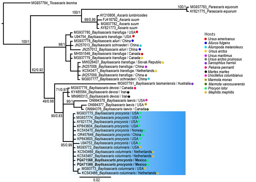 Phylogenetic analysis of Baylisascaris procyonis roundworms obtained from common raccoon, (Procyon lotor), Mexico. Maximum-likelihood and Bayesian inference tree of Baylisascaris spp. according to the general time-reversible model with gamma distribution. Blue shading indicates GenBank sequences with greatest identity to sequences from Mexico (bold font). Numbers near internal nodes indicate bootstrap values/posterior probability of clade frequencies. Colored dots indicate host species. Scale bar indicates nucleotide substitutions per site.