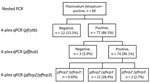 pfhrp2 and pfhrp3 deletion frequency in genomic deletion of PfHRP2 and PfHRP3 antigens in Plasmodium falciparum strains, Ethiopia, 2009. P. falciparum–positive samples from 89 persons, previously identified by species-specific PCR were analyzed by 4-plex qPCR for the presence of P. falciparum by pfcytb to confirm DNA quality and quantity by amplification of the single copy gene pfβtub and then for deletion of pfhrp2 and pfhrp3. pfcytb, P. falciparum cytochrome b; pfβtub, P. falciparum β-tubulin; pfhrp, P. falciparum histidine-rich protein; qPCR, quantitative PCR.