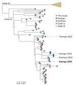 Phylogenetic tree of mpox virus sequences from patient with clade Ia mpox virus linked to sexual transmission and reference sequences, Democratic Republic of the Congo, August 2024.