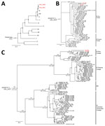 Phylogenetic and time scale analysis of Venezuelan equine encephalitis virus (VEEV) from study of Venezuelan equine encephalitis, Peruvian Amazon, 2020. A, B) Phylogenetic analyses. A) relationships of VEEV from Peru (Peru 2020 and Peru 2021, depicted in red) and members of the Venezuelan equine encephalitis antigenic complex, based on the concatenated coding sequence (11,629 nt). Madariaga virus was included as an outgroup. B) Phylogenetic relationships of Peru 2020 and Peru 2021 (shown in red) and members of VEEV subtype ID Panama/Peru lineage, based on a partial sequence of the envelope glycoprotein precursor (PE2, 817 nt). Phylogenetic trees were constructed using MrBayes 3.2.6 (https://github.com/NBISweden/MrBayes/releases/tag/v3.2.6). GenBank accession number, country, and collection year are indicated for each sequence. Posterior probability ≥0.80 is indicated as a black circle in the node. C) Time to most recent common ancestor of VEEV identified in this study (Peru 2020 and Peru 2021, shown in red) and members of the ID and IAB subtypes, by number of years ago, calculated using BEAST 1.7.1 (https://beast.community), based on the concatenated coding sequence (11,629 nt). Tip dates were obtained from the sampling year following a previous phylogenetic analysis of VEEV subtype ID and IAB; no further calibration of node ages was performed to construct the tree. Times are identified at each branch by number of years ago; numbers in parentheses indicate 95% highest posterior density values in years (11). Col, Colombia; Ecu, Ecuador; Gua, Guatemala; Pan, Panama; Per, Peru; Ven, Venezuela. 