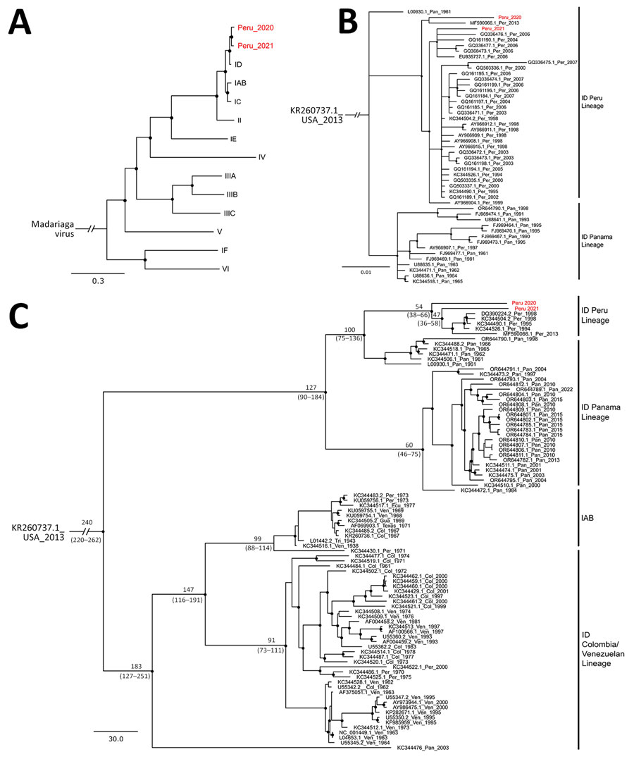 Phylogenetic and time scale analysis of Venezuelan equine encephalitis virus (VEEV) from study of Venezuelan equine encephalitis, Peruvian Amazon, 2020. A, B) Phylogenetic analyses. A) relationships of VEEV from Peru (Peru 2020 and Peru 2021, depicted in red) and members of the Venezuelan equine encephalitis antigenic complex, based on the concatenated coding sequence (11,629 nt). Madariaga virus was included as an outgroup. B) Phylogenetic relationships of Peru 2020 and Peru 2021 (shown in red) and members of VEEV subtype ID Panama/Peru lineage, based on a partial sequence of the envelope glycoprotein precursor (PE2, 817 nt). Phylogenetic trees were constructed using MrBayes 3.2.6 (https://github.com/NBISweden/MrBayes/releases/tag/v3.2.6). GenBank accession number, country, and collection year are indicated for each sequence. Posterior probability ≥0.80 is indicated as a black circle in the node. C) Time to most recent common ancestor of VEEV identified in this study (Peru 2020 and Peru 2021, shown in red) and members of the ID and IAB subtypes, by number of years ago, calculated using BEAST 1.7.1 (https://beast.community), based on the concatenated coding sequence (11,629 nt). Tip dates were obtained from the sampling year following a previous phylogenetic analysis of VEEV subtype ID and IAB; no further calibration of node ages was performed to construct the tree. Times are identified at each branch by number of years ago; numbers in parentheses indicate 95% highest posterior density values in years (11). Col, Colombia; Ecu, Ecuador; Gua, Guatemala; Pan, Panama; Per, Peru; Ven, Venezuela. 