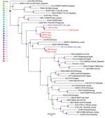 Phylogenetic analysis of batborne hantaviruses identified in Laos, 2023–2024, and reference sequences. Maximum-likelihood tree based on 300-bp partial RNA-dependent RNA polymerase sequence of the large (L) segment from LBHV-1–7 (red text) and other hantaviruses. Blue text indicates hantavirus strains from Vietnam. Sequences were aligned by using MAFFT version 7.520 (https://mafft.cbrc.jp/alignment/software) in auto mode. The tree was reconstructed with IQ-TREE version 2.3.2 (http://www.iqtree.org) by using the general time-reversible plus empirical base frequency plus proportion of invariable sites plus discrete Gamma model with default 4 rate categories substitution model, with 1,000 bootstrap replicates. Scale bar indicates nucleotide substitutions per site. LBHV, Lao batborne hantavirus. Additional virus abbreviations are given in the Appendix.