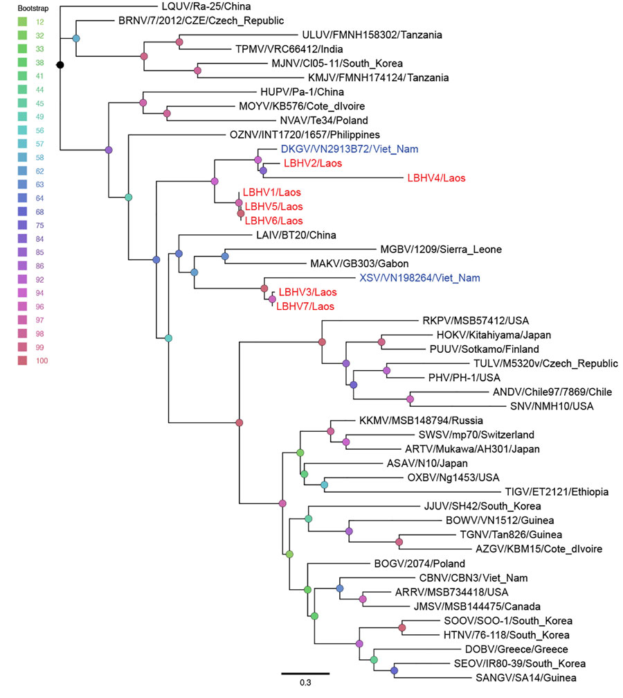 Figure 3 - Detection of Batborne Hantaviruses, Laos, 2023–2024 - Volume ...