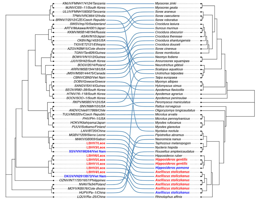 LBHVs and other mobatviruses from Southeast Asia showing detection of batborne hantaviruses, Laos, 2023–2024. The tanglegram compares maximum-likelihood trees from the hantavirus phylogeny in Figure 3 and the host cytochrome B gene. Red text indicates hantaviruses detected in Laos, and blue text indicate strains from Vietnam. The maximum-likelihood tree of the host cytochrome B gene was reconstructed with the same method as in Figure 3 with the AC = AT, CG = GT and equal base frequency plus proportion of invariable sites plus discrete Gamma model with default 4 rate categories model for cytochrome B, with 1,000 bootstrap replicates. LBHV, Lao batborne hantavirus. Additional virus abbreviations are given in the Appendix.