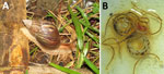 Specimens obtained in study of Angiostrongylus cantonensis lungworms in definitive and intermediate hosts, Madagascar, 2024. A) An A. cantonensis worm intermediate host giant African land snail (Achatina sp.) in Madagascar; B) adult male and female A. cantonensis worms extracted from the lung of an infected Rattus norvegicus rat.