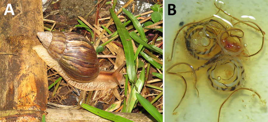Specimens obtained in study of Angiostrongylus cantonensis lungworms in definitive and intermediate hosts, Madagascar, 2024. A) An A. cantonensis worm intermediate host giant African land snail (Achatina sp.) in Madagascar; B) adult male and female A. cantonensis worms extracted from the lung of an infected Rattus norvegicus rat.