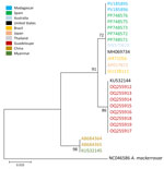 Phylogeny of adult Angiostrongylus cantonensis lungworm based on cytochrome c sequences in definitive and intermediate hosts, Madagascar, 2024. Labels are GenBank accession numbers, colored by location. The phylogenetic tree was constructed using the Tamura-Nei 1993 plus gamma distribution model with 10,000 iterations in MEGA X (https://www.megasoftware.net). All bootstrap values are shown on corresponding nodes. Angiostrongylus mackerrasae was used as the outgroup. Scale bar indicates number of substitutions per site.