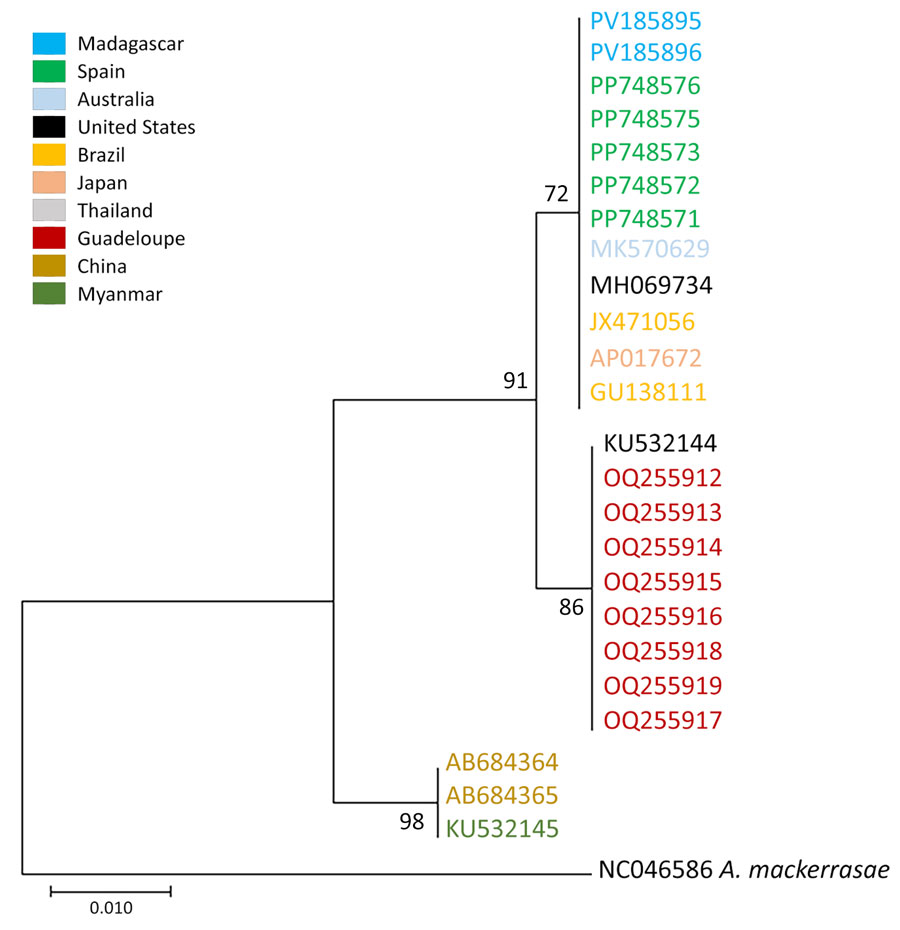 Phylogeny of adult Angiostrongylus cantonensis lungworm based on cytochrome c sequences in definitive and intermediate hosts, Madagascar, 2024. Labels are GenBank accession numbers, colored by location. The phylogenetic tree was constructed using the Tamura-Nei 1993 plus gamma distribution model with 10,000 iterations in MEGA X (https://www.megasoftware.net). All bootstrap values are shown on corresponding nodes. Angiostrongylus mackerrasae was used as the outgroup. Scale bar indicates number of substitutions per site.