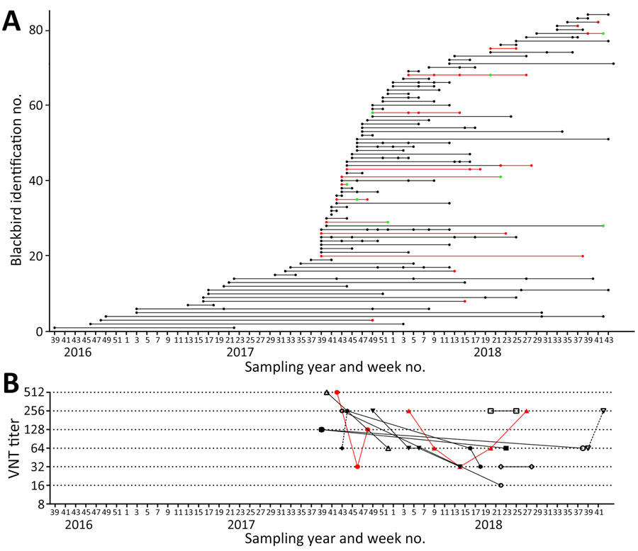 Longitudinal results for Usutu virus (USUV) serologic testing of serum samples from naturally study of USUV antibody dynamics in naturally infected blackbirds, the Netherlands, 2016–2018. Birds were recaptured and sampled >1 time. A) USUV seropositivity status for recaptured blackbirds that were sampled 2–9 times (n = 84). Left axis indicates individual blackbird identification numbers (1–84); dots represent moment of actual sampling; lines connecting sampling moments of each individual bird are supportive to figure interpretation and have no meaning. Black dots indicate seronegative by microarray; red dots, confirmed positive for USUV antibodies by microarray and comparative VNT USUV versus West Nile virus; green dots, confirmed positive for orthoflavivirus antibodies. B) Trends in USUV virus neutralization test titers in time for recaptured blackbirds that were seropositive >1 time (n = 11). Reciprocal antibody titers are shown. Red lines indicate birds that showed an increase in titer after an initial decline; black lines indicate birds that showed no kinetics or a decline in titer over time. VNT, virus neutralization test.