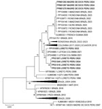 Maximum-likelihood phylogenic tree constructed on the basis of 52 nucleotide sequences of Oropouche virus small segment in study of co-circulation of 2 Oropouche virus lineages during outbreak, Amazon Region of Peru, 2023–2024. Bold type indicates strains from Peru. Only bootstrap values >70% are shown at key nodes. GenBank accession numbers are shown. Scale bar indicates nucleotide substitutions per site.