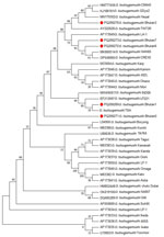 Orientia tsutsugamushi 56 kDa gene bootstrap consensus phylogenetic tree from genetic characterization study, Bhutan. Red dots indicate the 5 sequences characterized in this study. The tree was inferred using the neighbor-joining method. The percentages of replicate trees in which the associated taxa clustered together in the bootstrap test (1,000 replicates) are shown next to the branches. GenBank accession numbers are shown.
