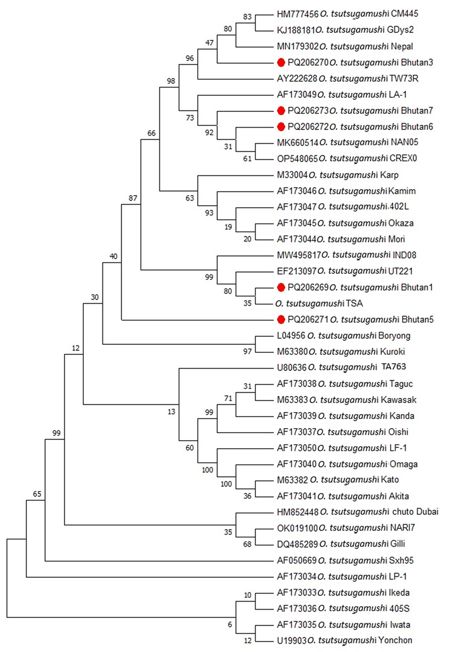 Orientia tsutsugamushi 56 kDa gene bootstrap consensus phylogenetic tree from genetic characterization study, Bhutan. Red dots indicate the 5 sequences characterized in this study. The tree was inferred using the neighbor-joining method. The percentages of replicate trees in which the associated taxa clustered together in the bootstrap test (1,000 replicates) are shown next to the branches. GenBank accession numbers are shown.